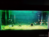Aquarium Sell